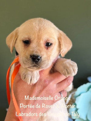 Mademoiselle Sable colllier Orange - Labrador Retriever