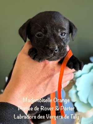 Mademoiselle Noir collier Orange - Labrador Retriever