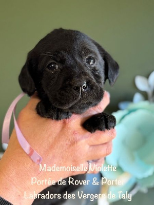 Mademoiselle Noir collier Violet - Labrador Retriever