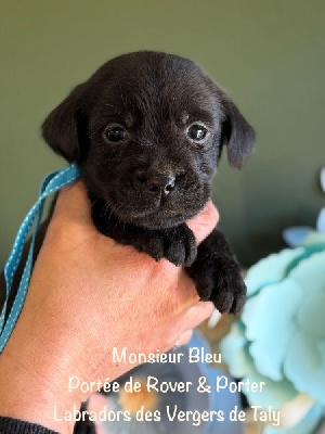 Monsieur Noir collier Bleu - Labrador Retriever