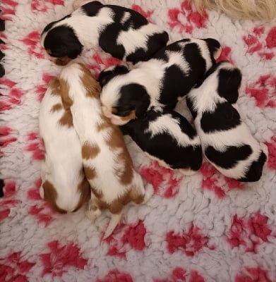 Les chiots de Cavalier King Charles Spaniel