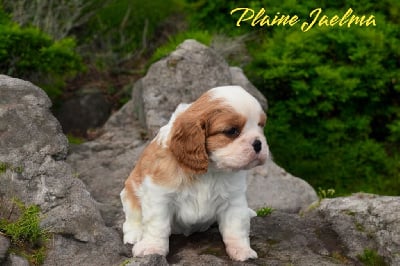 Les chiots de Cavalier King Charles Spaniel