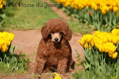 Les chiots de Caniche