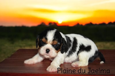 Les chiots de Cavalier King Charles Spaniel