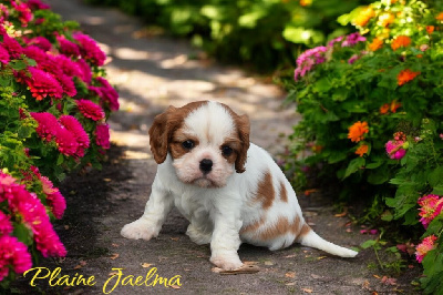 Les chiots de Cavalier King Charles Spaniel