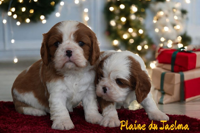 Les chiots de Cavalier King Charles Spaniel