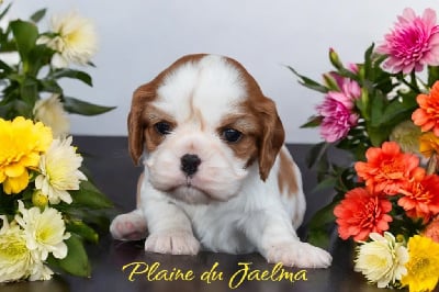 Les chiots de Cavalier King Charles Spaniel