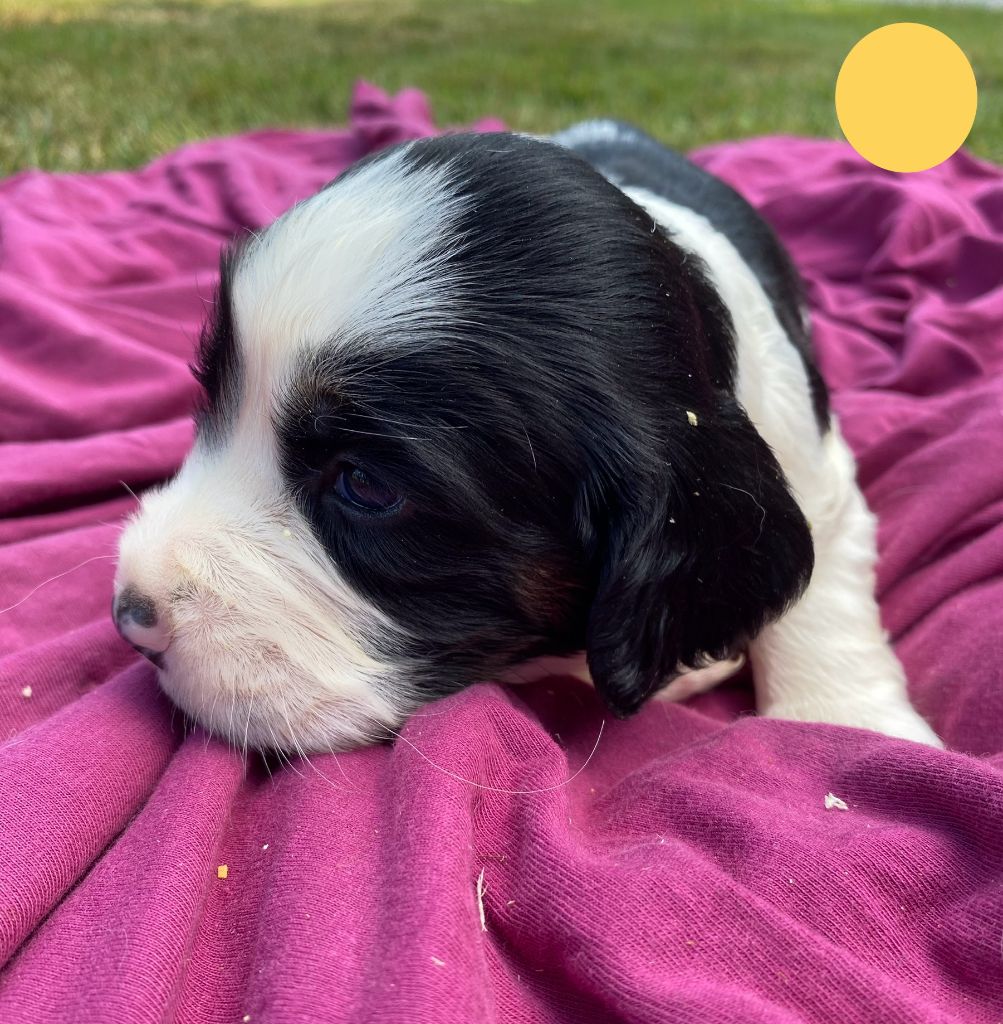 CHIOT - English Springer Spaniel