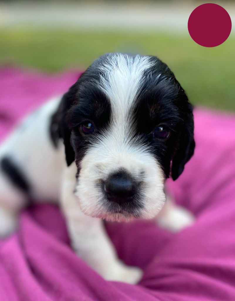 CHIOT - English Springer Spaniel