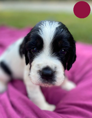 Les chiots de English Springer Spaniel