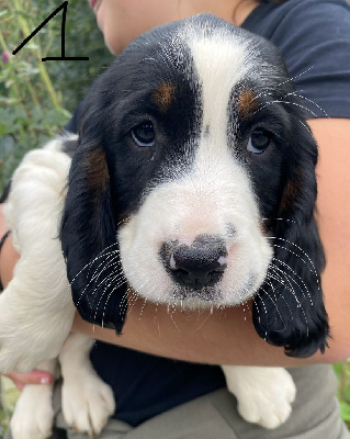 Les chiots de English Springer Spaniel