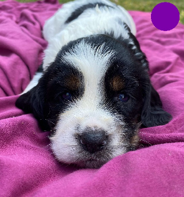 CHIOT - English Springer Spaniel