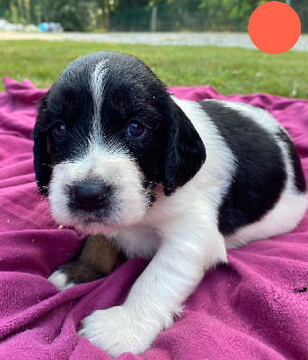 CHIOT - English Springer Spaniel