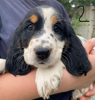 Les chiots de English Springer Spaniel