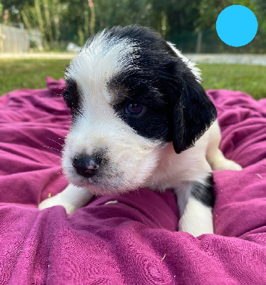 CHIOT - English Springer Spaniel