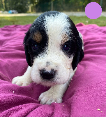 Les chiots de English Springer Spaniel