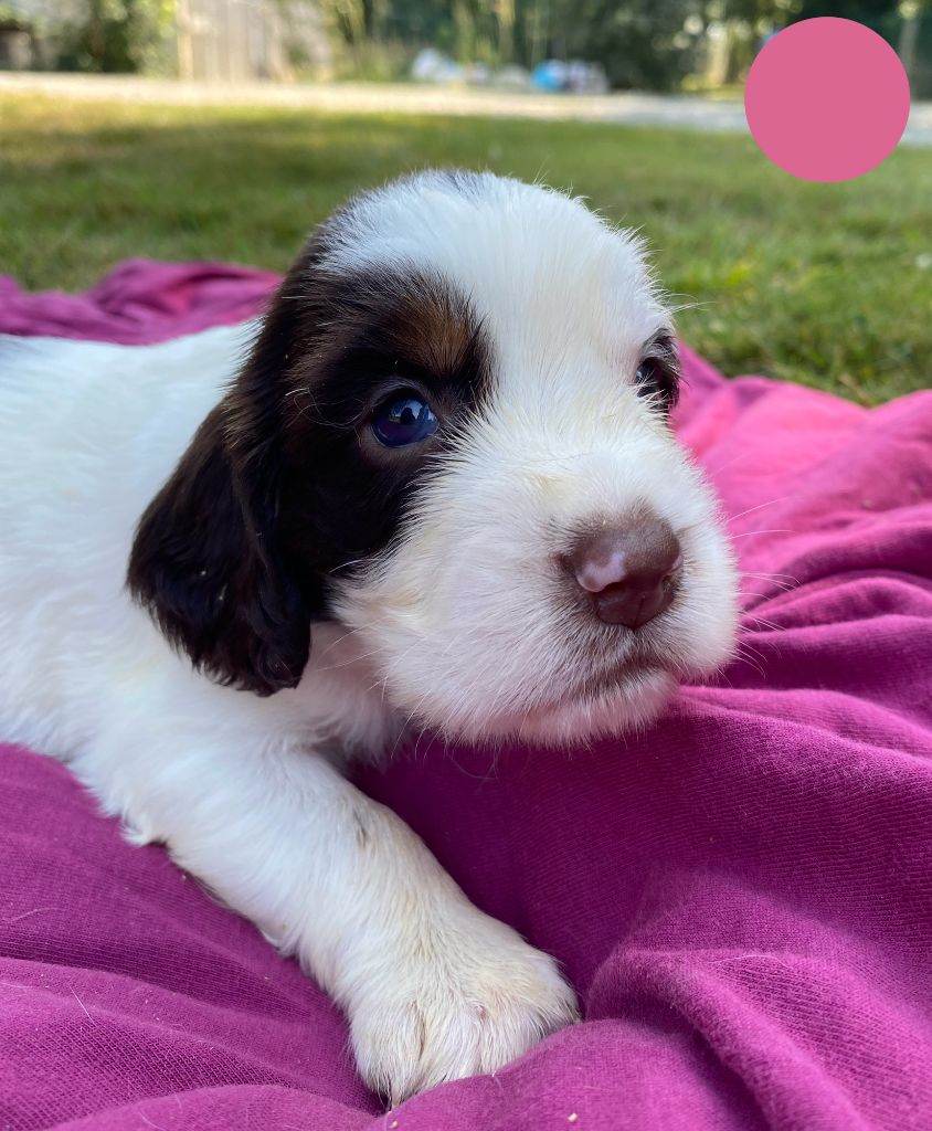 CHIOT - English Springer Spaniel