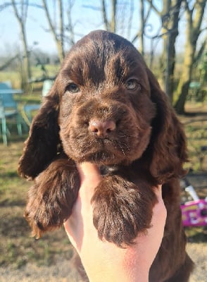 Les chiots de Cocker Spaniel Anglais