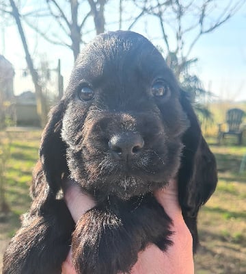 Les chiots de Cocker Spaniel Anglais