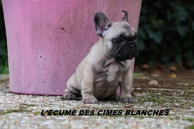 Les chiots de Bouledogue français