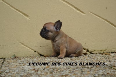 Les chiots de Bouledogue français