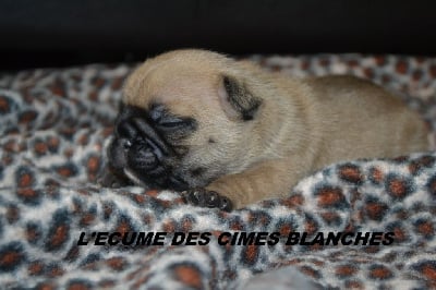 Les chiots de Bouledogue français