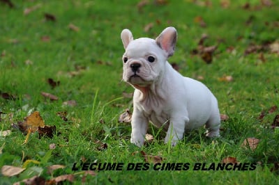 Les chiots de Bouledogue français