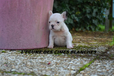 Les chiots de Bouledogue français