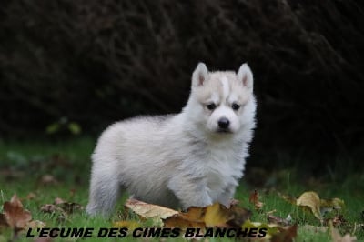 Les chiots de Siberian Husky