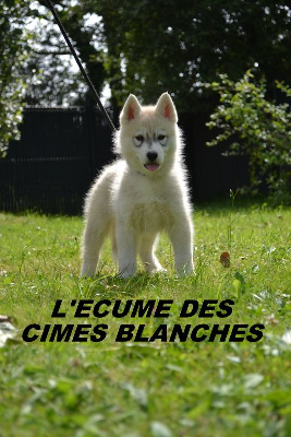 Les chiots de Siberian Husky