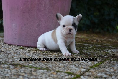 Les chiots de Bouledogue français