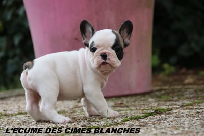 Les chiots de Bouledogue français