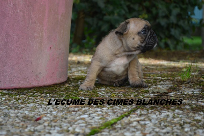 Les chiots de Bouledogue français