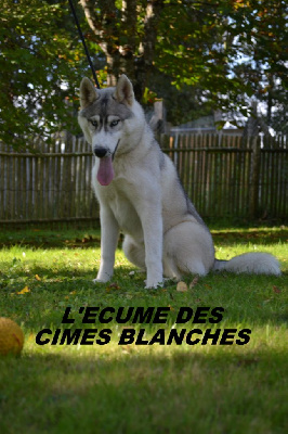 Les chiots de Siberian Husky