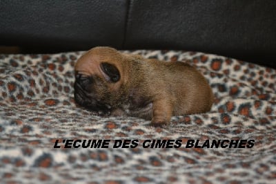 Les chiots de Bouledogue français