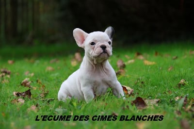 Les chiots de Bouledogue français