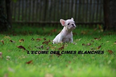 Les chiots de Bouledogue français