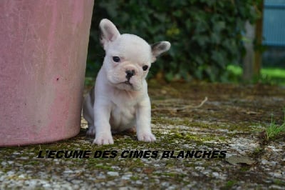 Les chiots de Bouledogue français