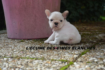 CHIOT 6 - Bouledogue français