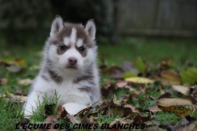 Les chiots de Siberian Husky