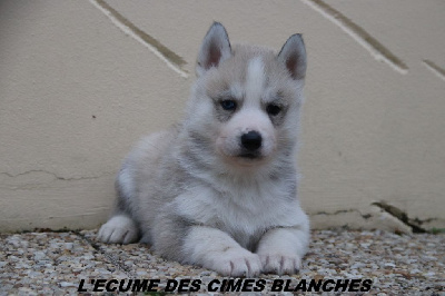 Les chiots de Siberian Husky