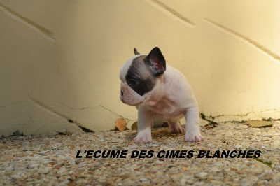 Les chiots de Bouledogue français