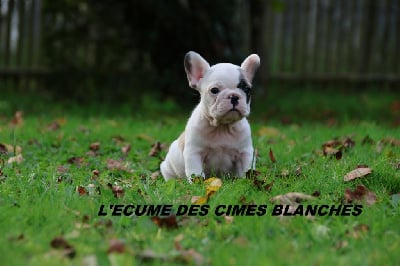 Les chiots de Bouledogue français