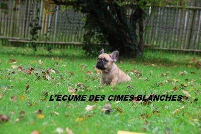 Les chiots de Bouledogue français