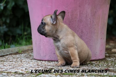 Les chiots de Bouledogue français