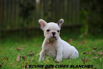 Les chiots de Bouledogue français