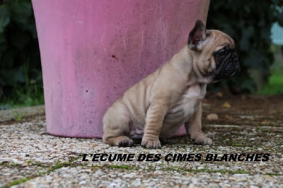 Les chiots de Bouledogue français