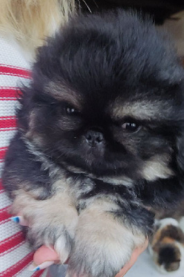 Les chiots de Pekinois