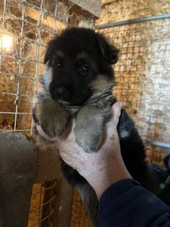 CHIOT - Berger Allemand