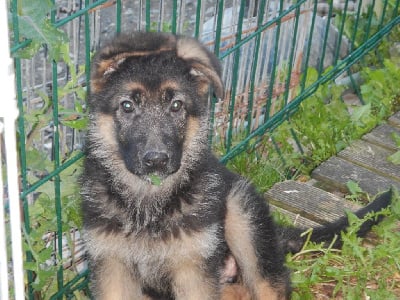 Les chiots de Berger Allemand